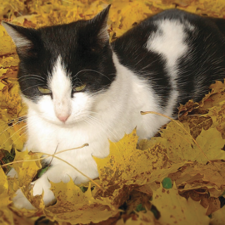 Autunno per tutti