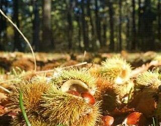 A castagne sul Monte Benedetto