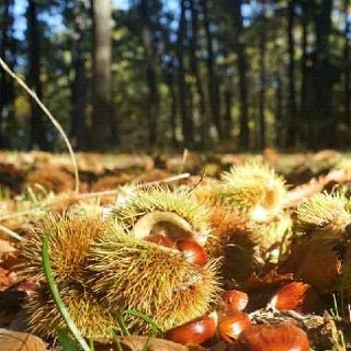 A castagne sul Monte Benedetto