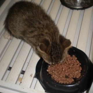 Un aiuto alle colonie feline
