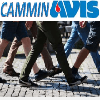 CamminAvis