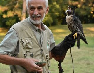 I rapaci e la falconeria