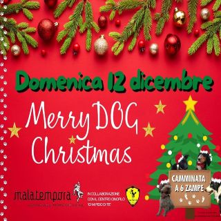 Merry dog Christmas