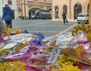 Le mimose solidali dello Ior