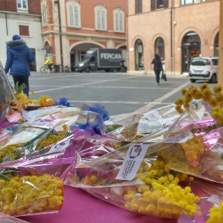 Le mimose solidali dello Ior