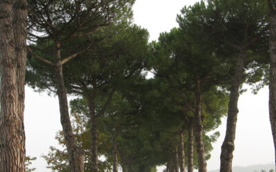 Mostra foto Alberi monumentali e di pregio