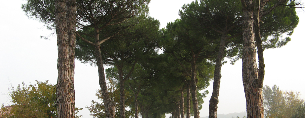 Mostra foto Alberi monumentali e di pregio