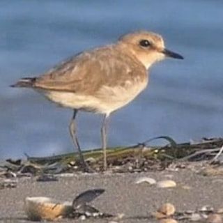 Puliamo il lido prima del nido