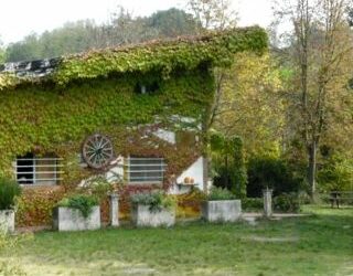 Gli animali dell’oasi