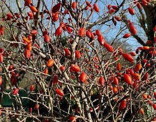 Alla scoperta di erbe e giardini incantati