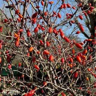 Alla scoperta di erbe e giardini incantati