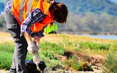 Operazione “Bosco Pulito”