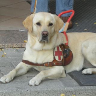Il cane che ti assiste