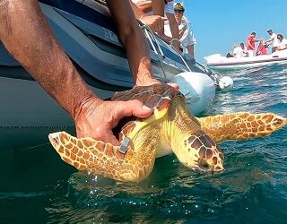 Con le tartarughe…