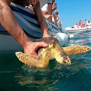 Con le tartarughe…