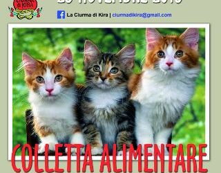 Colletta alimentare per gatti