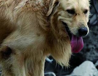 Collette alimentari per animali