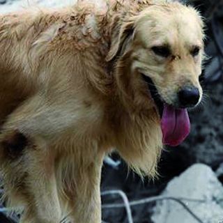 Collette alimentari per animali