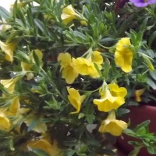 Fleurs – I colori di una località