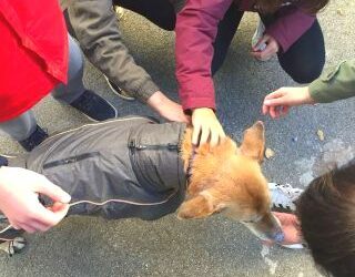 Corso Pet therapy