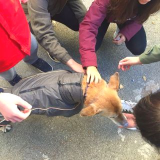 Corso Pet therapy