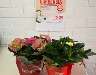 Benvenuta Gardensia