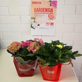 Benvenuta Gardensia