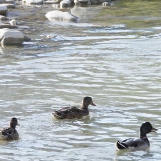 Per l’ambiente con il Wwf