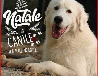 Natale in canile