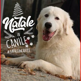 Natale in canile