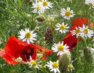 #Nemmeno con un fiore!