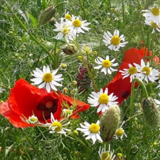 #Nemmeno con un fiore!