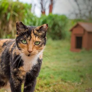 Petizione per un gattile