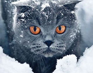 Brr…che freddo!