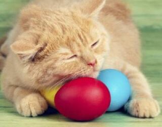È Pasqua anche per loro