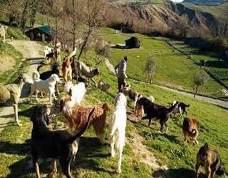 Colletta Animal freedom