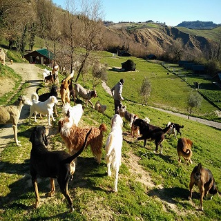Colletta Animal freedom