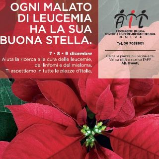 Le stelle di Natale