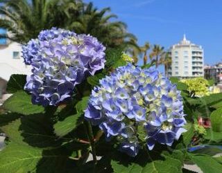 Portoverde: salotti letterari