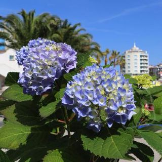Portoverde: salotti letterari