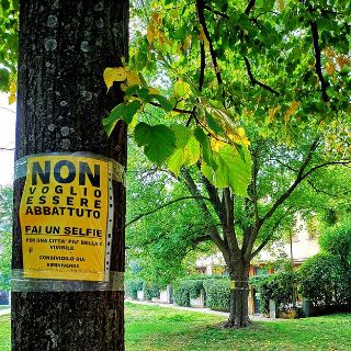 Salviamo gli alberi