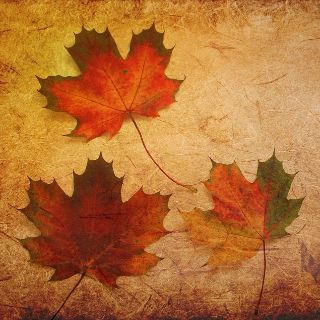 Sapori d’autunno