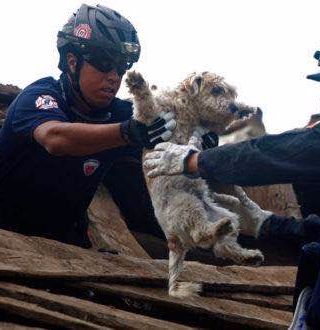 Terremoto: raccolta pro animali