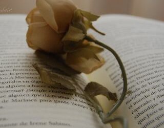 Voci di poesia