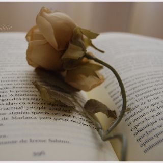 Voci di poesia