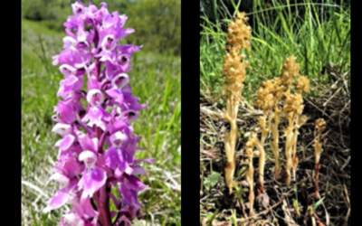 Orchidee in Valconca