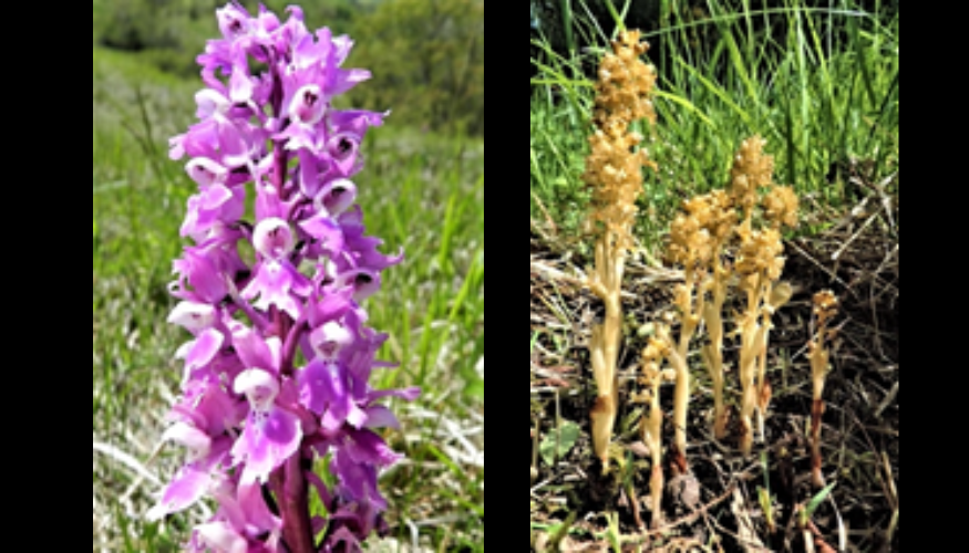 Orchidee in Valconca
