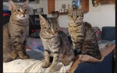 Apericena per gattini