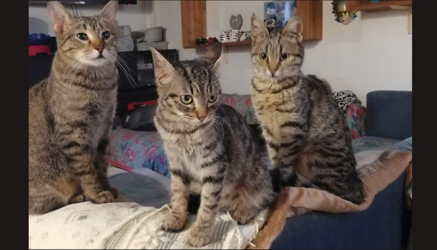 Apericena per gattini