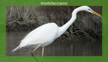 Wwf… Ripartiamo